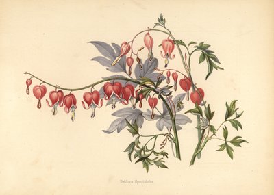 Asian Bleeding Heart, Lamprocapnos Spectabilis by Unknown